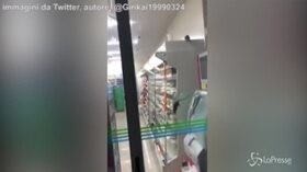 Topi a passeggio per gli scaffali del supermercato