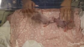 Lieto evento in Belgio, nati due baby panda giganti allo zoo di Pairi Daiza