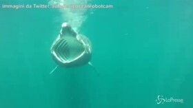 Scozia, lo squalo elefante mostra le fauci ai ricercatori