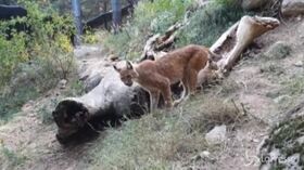La lince euroasiatica non è estinta, nato un cucciolo sui Pirenei