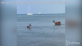 Grosseto, mamma e cucciolo di daino fanno un bagno nel mare