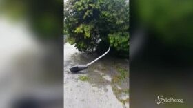 Tromba d’aria a Verbania: pioggia, grandine e vento