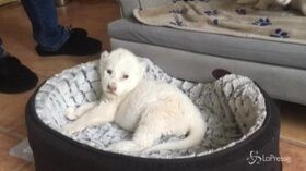 Nala e Simba, nati in Francia due cuccioli di leone bianco