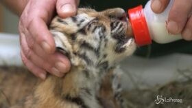 Cuccioli di tigre cresciuti in cattività sono arrivati allo Zoo di Vienna
