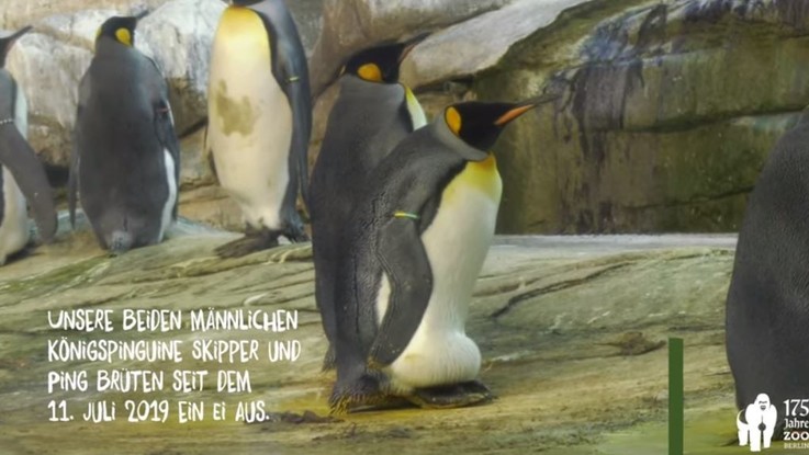Un uovo per la coppia di pinguini gay: Skipper e Ping diventeranno papà