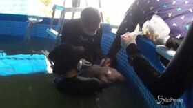 Cucciolo di dugongo muore in Thailandia: ha lo stomaco pieno di plastica