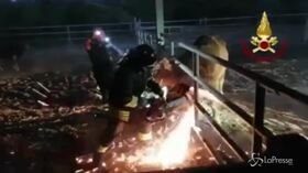 Sassari, toro bloccato nel recinto: salvato dai vigili del fuoco