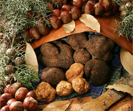 Alla scoperta del sottobosco di Destinazione Turistica Emilia