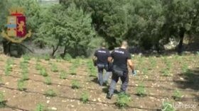 Sequestrata piantagione di marijuana a Nuoro