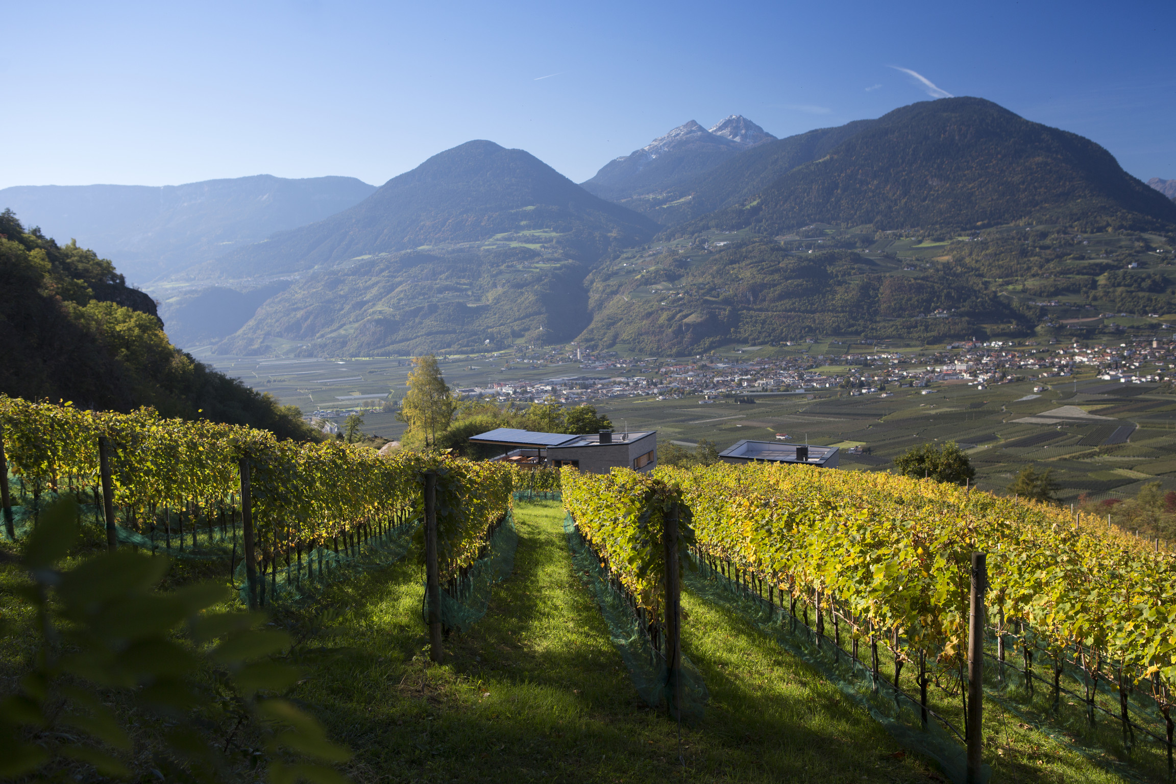 Dal wine tour ai segreti antichi della vendemmia: tante idee per una vacanza nel mondo del vino