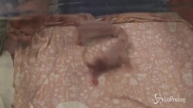 Belgio, i piccoli cuccioli di panda nell’incubatrice