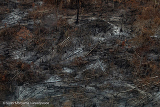 Gli incendi in Amazzonia negli scatti di Greenpeace Brasile | FOTOGALLERY