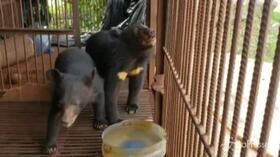 Laos, l’ong Free the Bears salva 5 cuccioli di orso