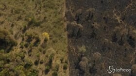 Animali senza vita e distese di terra bruciata: i danni degli incendi in Bolivia