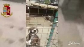 Catania, canile illegale con animali trascurati