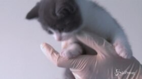 Ecco il primo gatto clonato in Cina, usato per fini commerciali