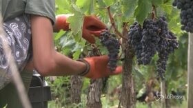 Cina-Usa, nella guerra dei dazi vince il vino made in Italy