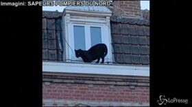 Panico in Francia, una pantera nera passeggia sui tetti