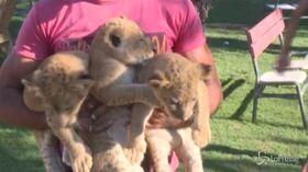 Gaza, il Rafah Zoo riapre: ospiti tre leoncini