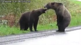 VIRALPRESSE – Canada, due grizzly lottano in mezzo all’autostrada