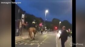VIRALPRESSE Tira un pugno a un cavallo della polizia, arrestato fan del Portsmouth