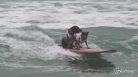 California, la gara di surf riservata ai cani