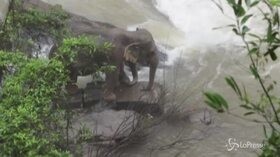 Cucciolo di elefante annega in una cascata, altri cinque muoiono nel tentativo di salvarlo
