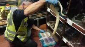Sequestrati 138 pitoni al porto di Ancona