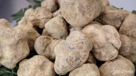 Coldiretti: prezzo tartufo bianco + 20%