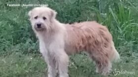 Cagnolino disperso aspetta 4 anni i padroni nello stesso angolo: finalmente si ritrovano