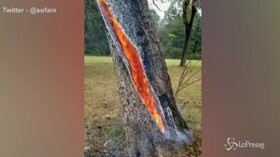 Texas, l’albero brucia dal suo interno