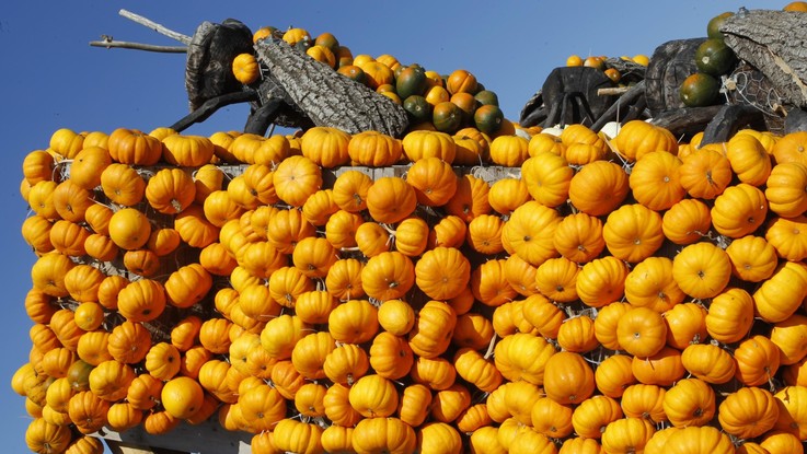 Arriva Halloween ma mancano le zucche: l'allarme di Coldiretti
