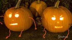 Arriva Halloween ma mancano le zucche