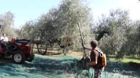 Olio, torna a crescere la produzione in Italia ma le aziende avvertono: “Siamo al 50% rispetto a 7/8 anni fa”