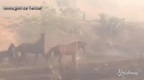 California, il cavallo eroe torna nella stalla in fiamme per salvare la famiglia