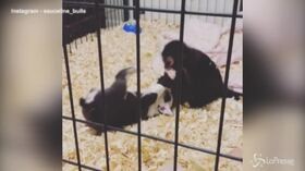 Texas, scimmietta “lotta” con cuccioli di Bulldog: il video incanta il web