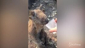 Koala ustionato e disidratato beve acqua dal bicchiere