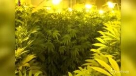 Catania: 740 piante di marijuana in una villa, 6 arresti
