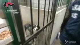 Oltre 30 cani rinchiusi in locali fatiscenti, tra escrementi e rifiuti: sequestrato canile a Torino