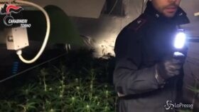 Torino, serra di marijuana in casa: arrestato 30enne