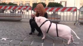 Michela Brambilla passeggia a Montecitorio con il maialino Dior
