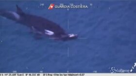 Monitoraggio delle orche a Genova: il branco di cetacei ripreso dalla Guardia Costiera