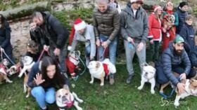 A Padova il raduno dei bulldog inglesi, eccoli in versione natalizia