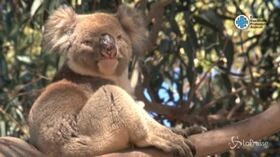 Giornata Mondiale dei Diritti degli Animali: la loro felicità nelle nostre mani