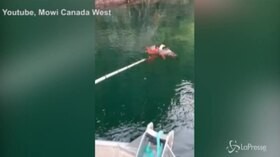 L’aquila attacca il polpo, ma è lei ad avere la peggio