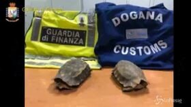Napoli, tartarughe a rischio estinzione sequestrate all’aeroporto