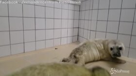 Primi approcci tra due cuccioli di foca orfani