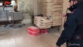 Animali ed escrementi in un panificio di Milano
