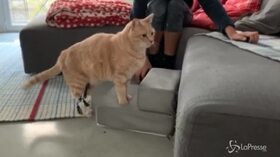 Ecco Vituzzo, il gatto bionico superstar dei social