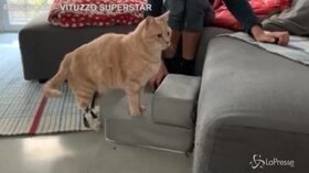 Ecco Vituzzo, il gatto bionico superstar dei social
